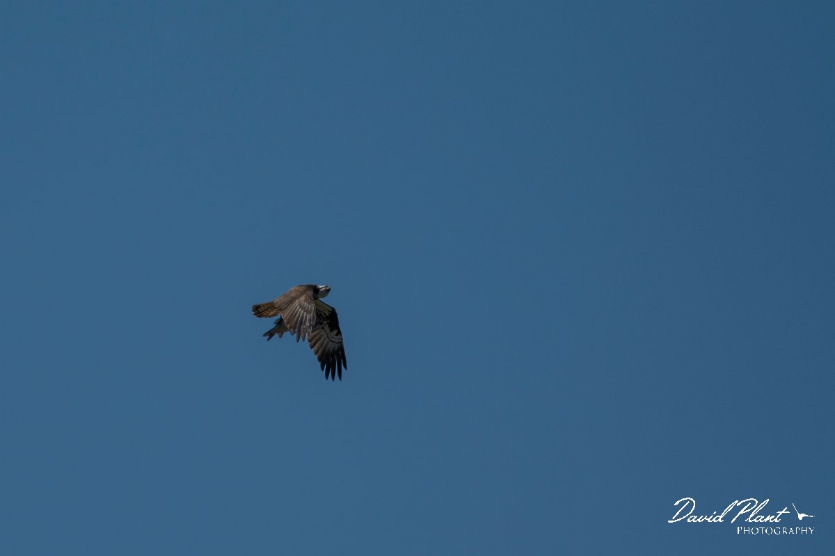 DPPhotography - Mallorca - Osprey - A.jpg - Osprey - s'Albufera, Mallorca