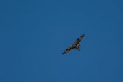 DPPhotography - Mallorca - Osprey - C