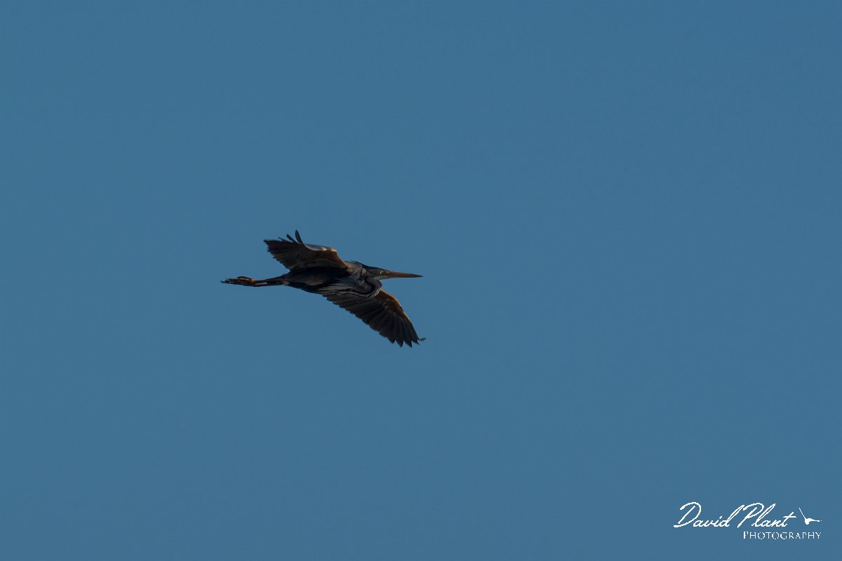 DPPhotography - Mallorca - Purple heron - B.jpg - Purple heron - s'Albufera, Mallorca