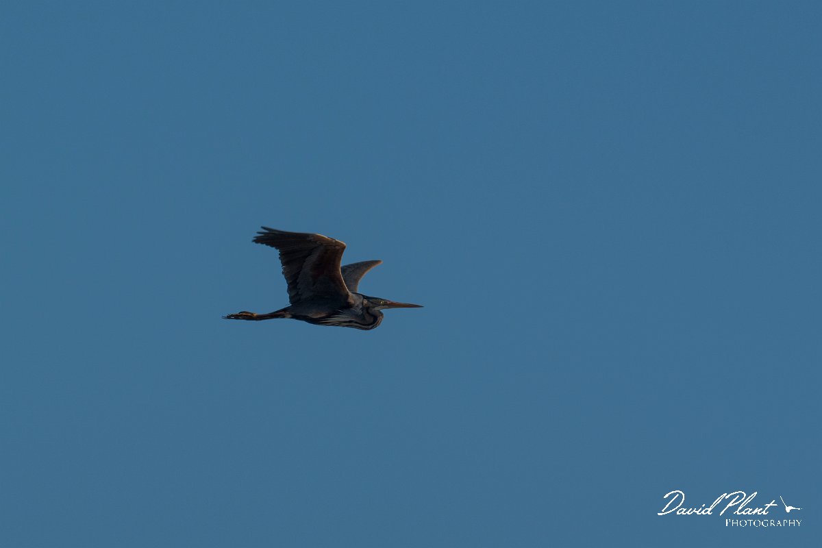 DPPhotography - Mallorca - Purple heron - C.jpg - Purple heron - s'Albufera, Mallorca