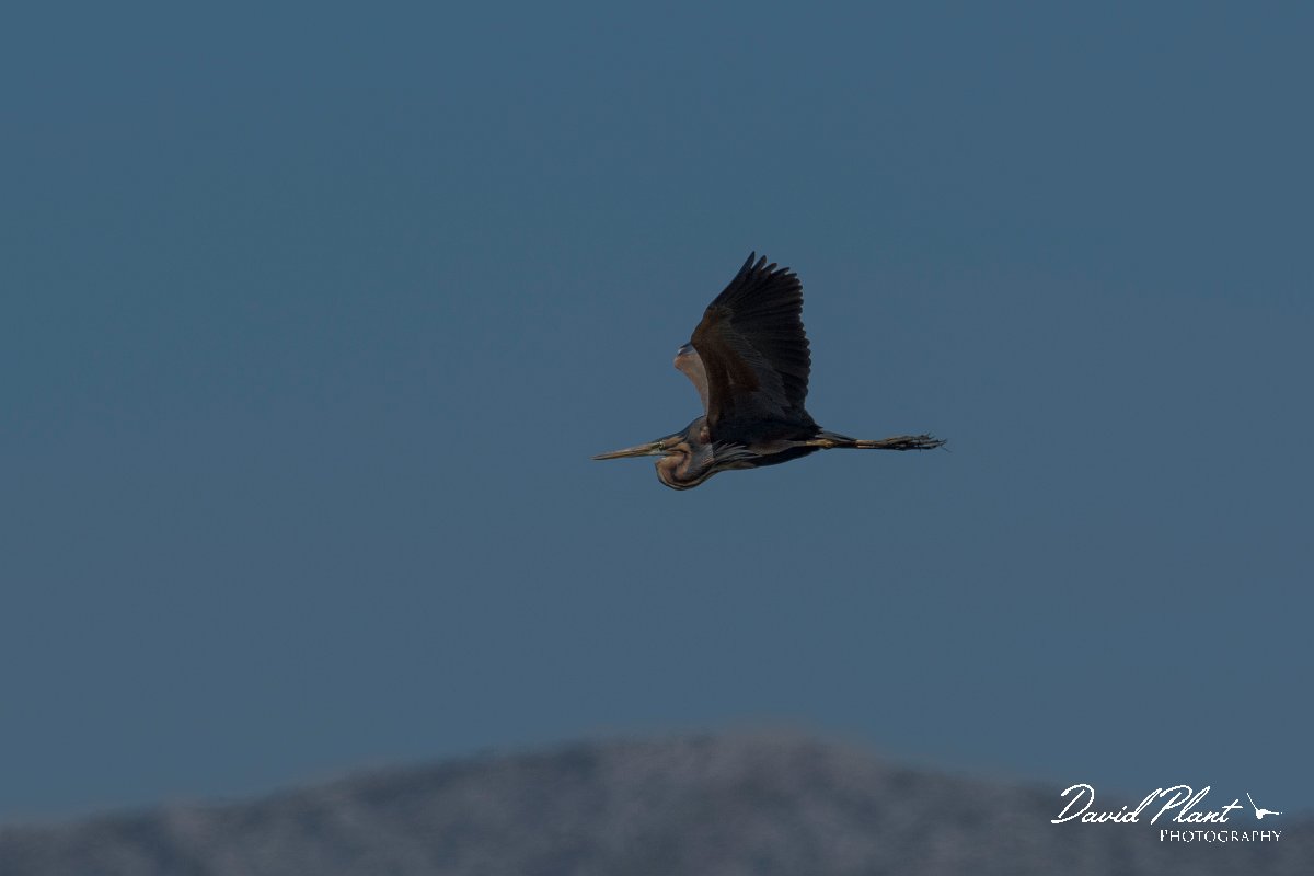 DPPhotography - Mallorca - Purple heron - D.jpg - Purple heron - s'Albufera, Mallorca
