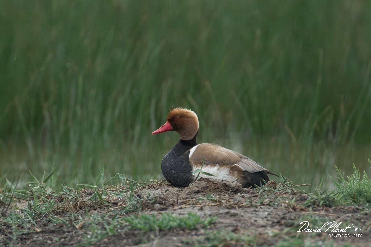 DPPhotography - Mallorca - Red-crested pochard - A.jpg - Red-crested pochard - s'Albufera, Mallorca