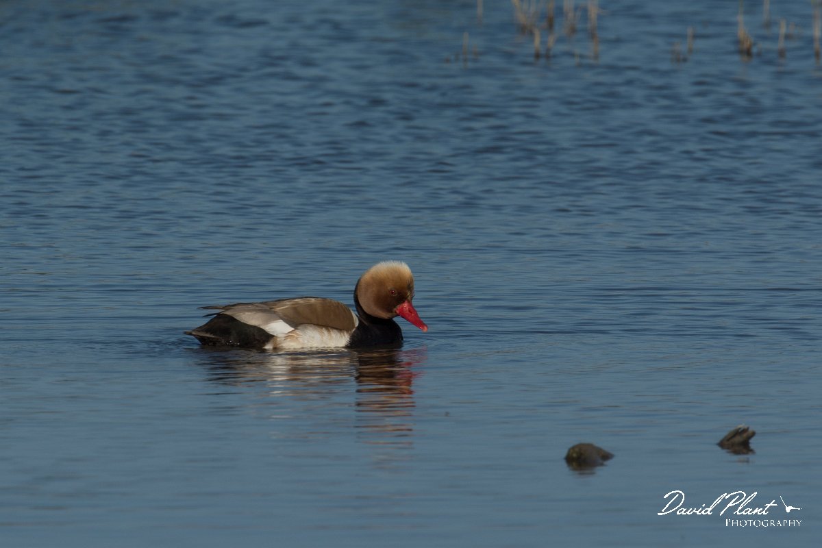 DPPhotography - Mallorca - Red-crested pochard - C.jpg - Red-crested pochard - s'Albufera, Mallorca