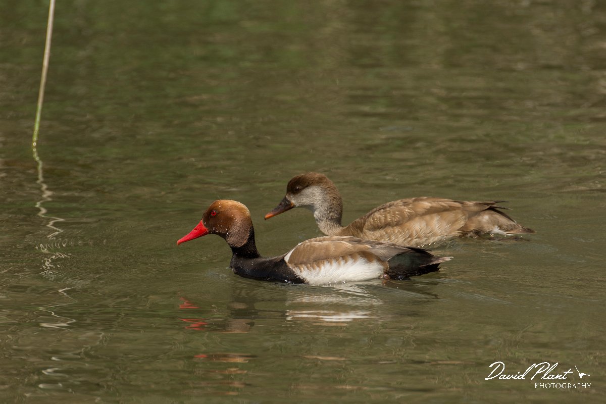 DPPhotography - Mallorca - Red-crested pochard - D.jpg - Red-crested pochard - s'Albufera, Mallorca