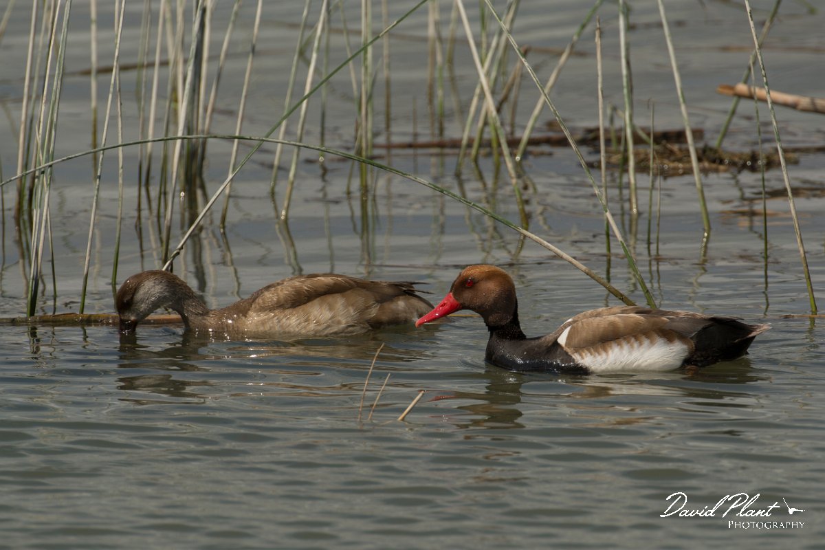 DPPhotography - Mallorca - Red-crested pochard - G.jpg - Red-crested pochard - s'Albufera, Mallorca