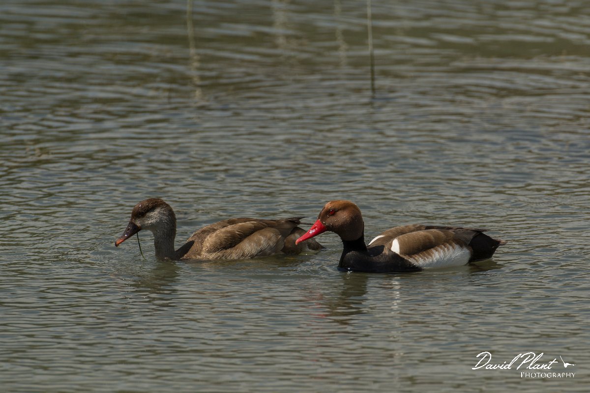DPPhotography - Mallorca - Red-crested pochard - H.jpg - Red-crested pochard - s'Albufera, Mallorca