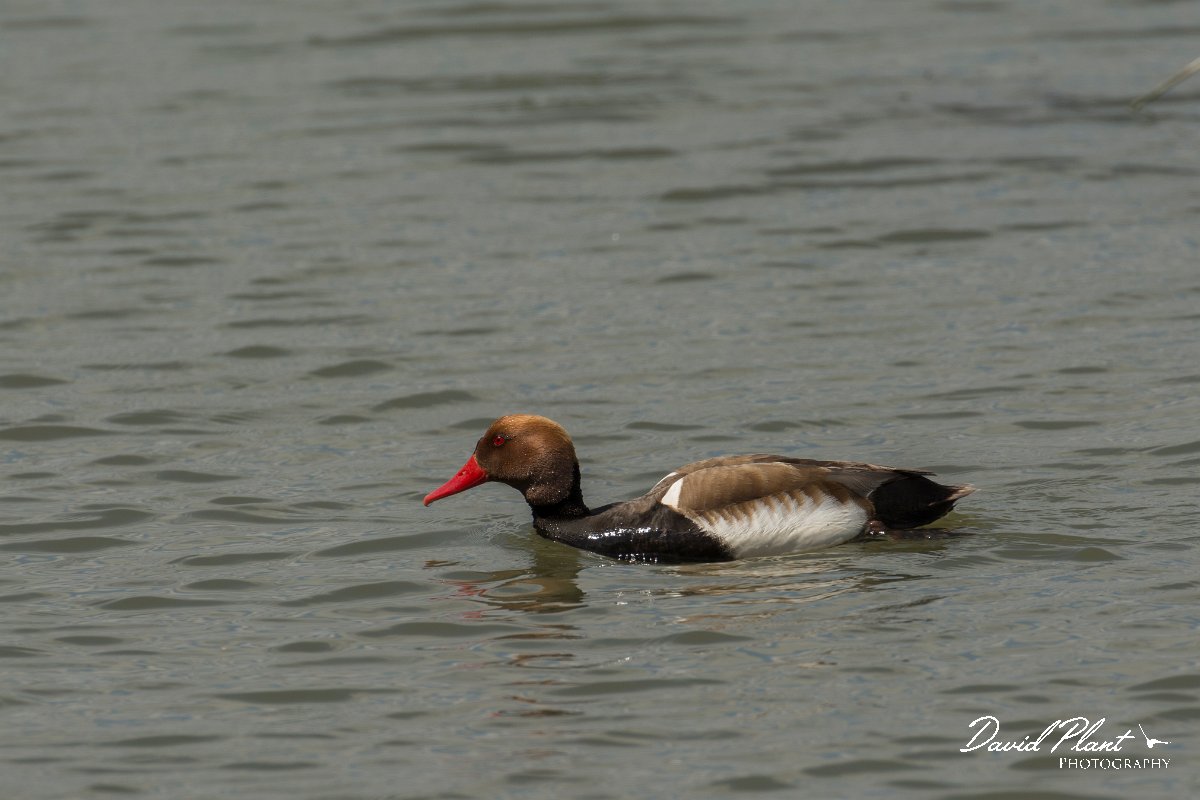 DPPhotography - Mallorca - Red-crested pochard - I.jpg - Red-crested pochard - s'Albufera, Mallorca