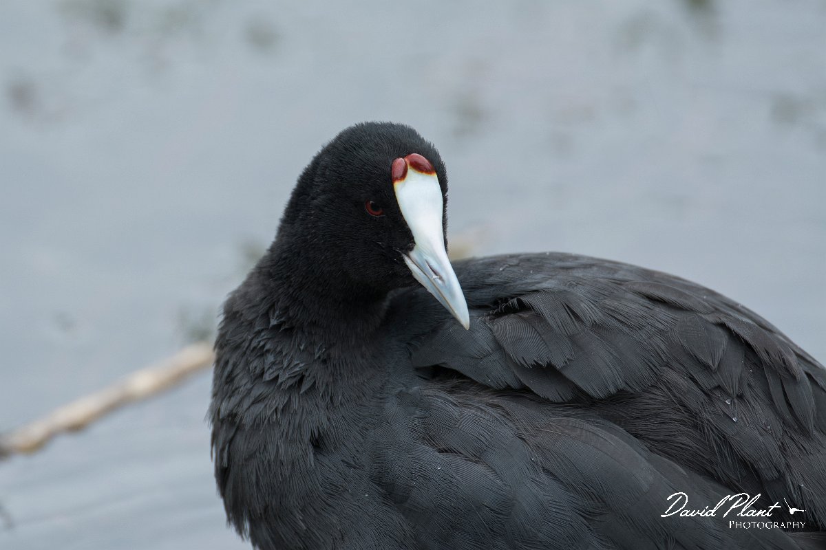 DPPhotography - Mallorca - Red-knobbed coot - F.jpg - Red-knobbed coot - s'Albufera, Mallorca