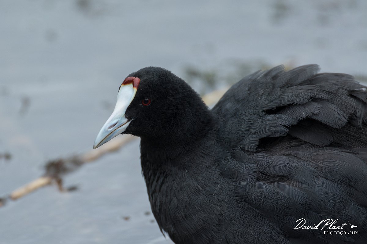DPPhotography - Mallorca - Red-knobbed coot - G.jpg - Red-knobbed coot - s'Albufera, Mallorca