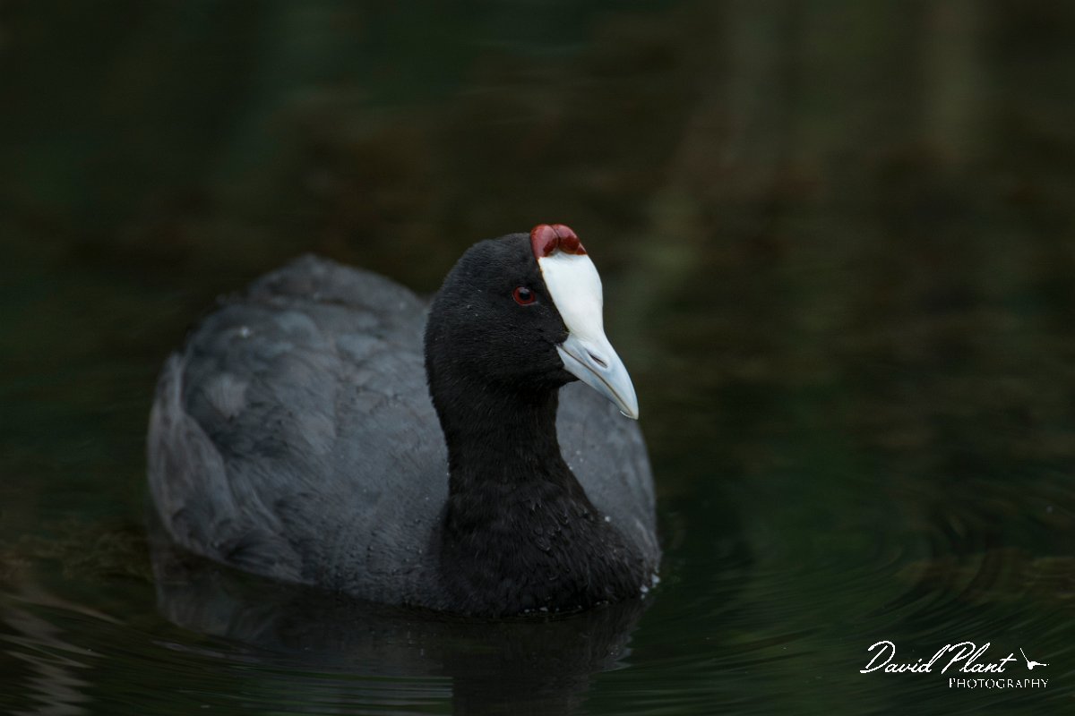DPPhotography - Mallorca - Red-knobbed coot - H.jpg - Red-knobbed coot - s'Albufera, Mallorca