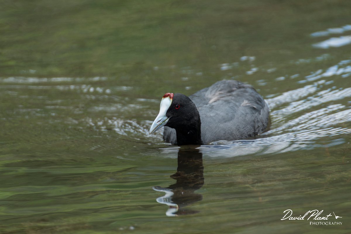 DPPhotography - Mallorca - Red-knobbed coot - J.jpg - Red-knobbed coot - s'Albufera, Mallorca