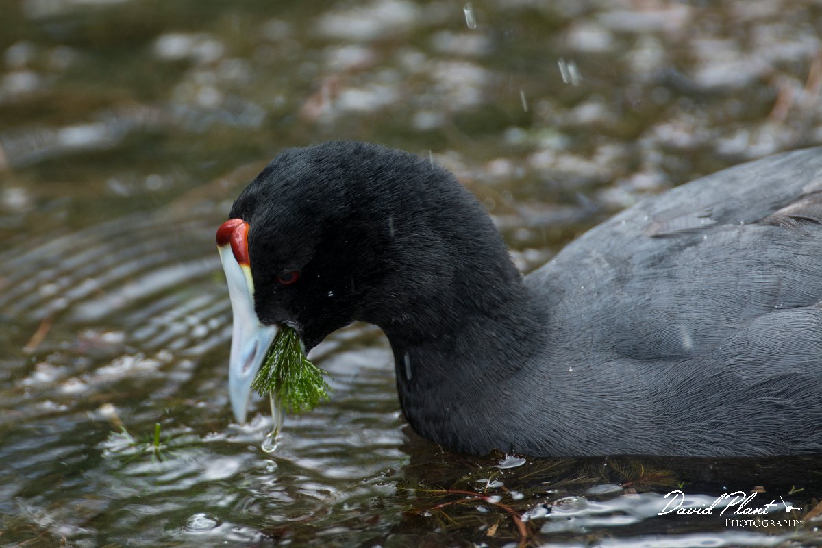 DPPhotography - Mallorca - Red-knobbed coot - L.jpg - Red-knobbed coot - s'Albufera, Mallorca