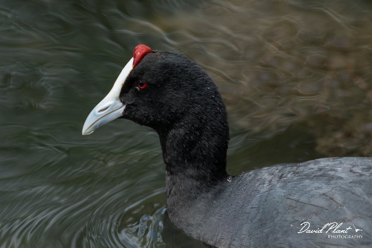 DPPhotography - Mallorca - Red-knobbed coot - M.jpg - Red-knobbed coot - s'Albufera, Mallorca