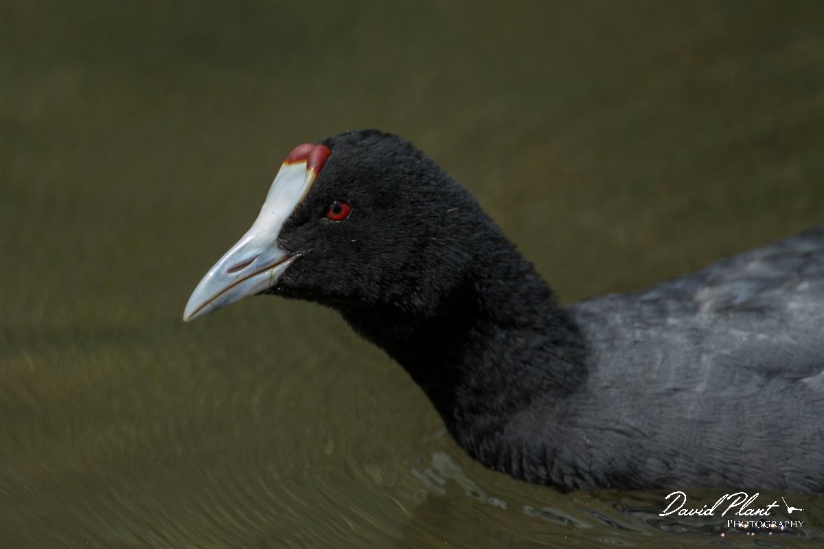 DPPhotography - Mallorca - Red-knobbed coot - P.jpg - Red-knobbed coot - s'Albufera, Mallorca