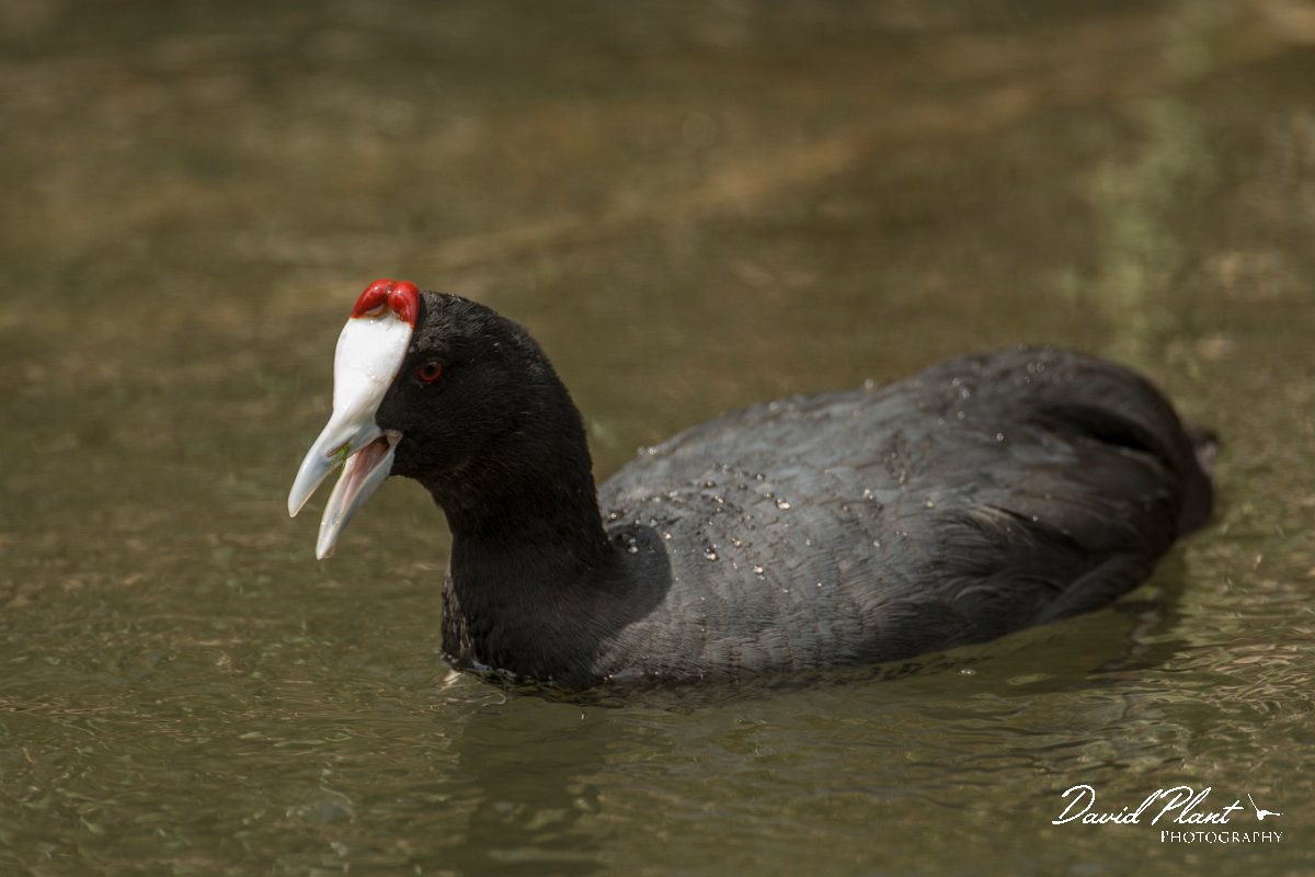 DPPhotography - Mallorca - Red-knobbed coot - U.jpg - Red-knobbed coot - s'Albufera, Mallorca
