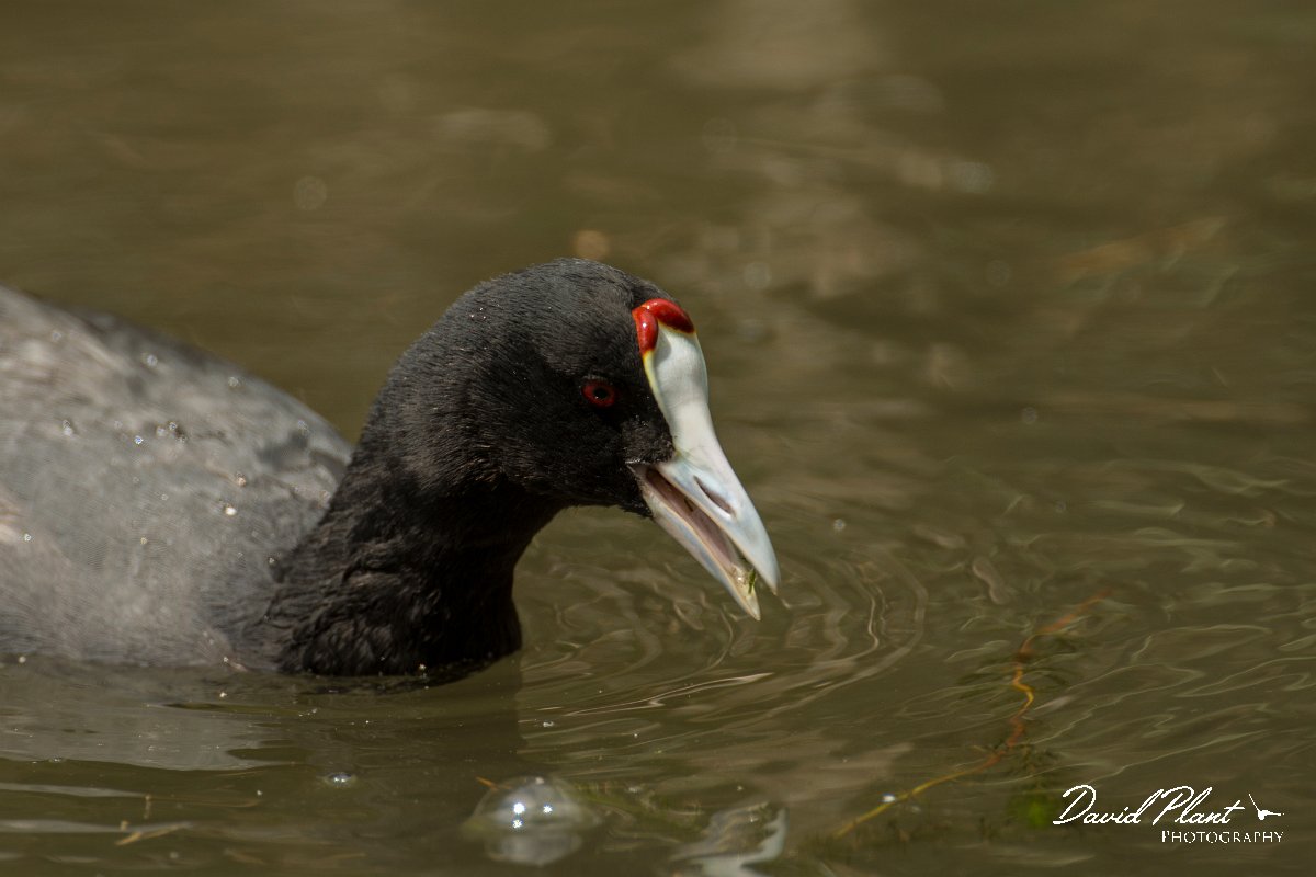 DPPhotography - Mallorca - Red-knobbed coot - V.jpg - Red-knobbed coot - s'Albufera, Mallorca