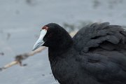 DPPhotography - Mallorca - Red-knobbed coot - G