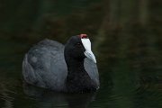 DPPhotography - Mallorca - Red-knobbed coot - H