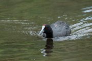 DPPhotography - Mallorca - Red-knobbed coot - J