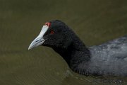 DPPhotography - Mallorca - Red-knobbed coot - P