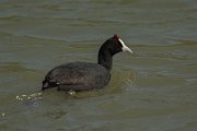 DPPhotography - Mallorca - Red-knobbed coot - Q