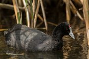 DPPhotography - Mallorca - Red-knobbed coot - R