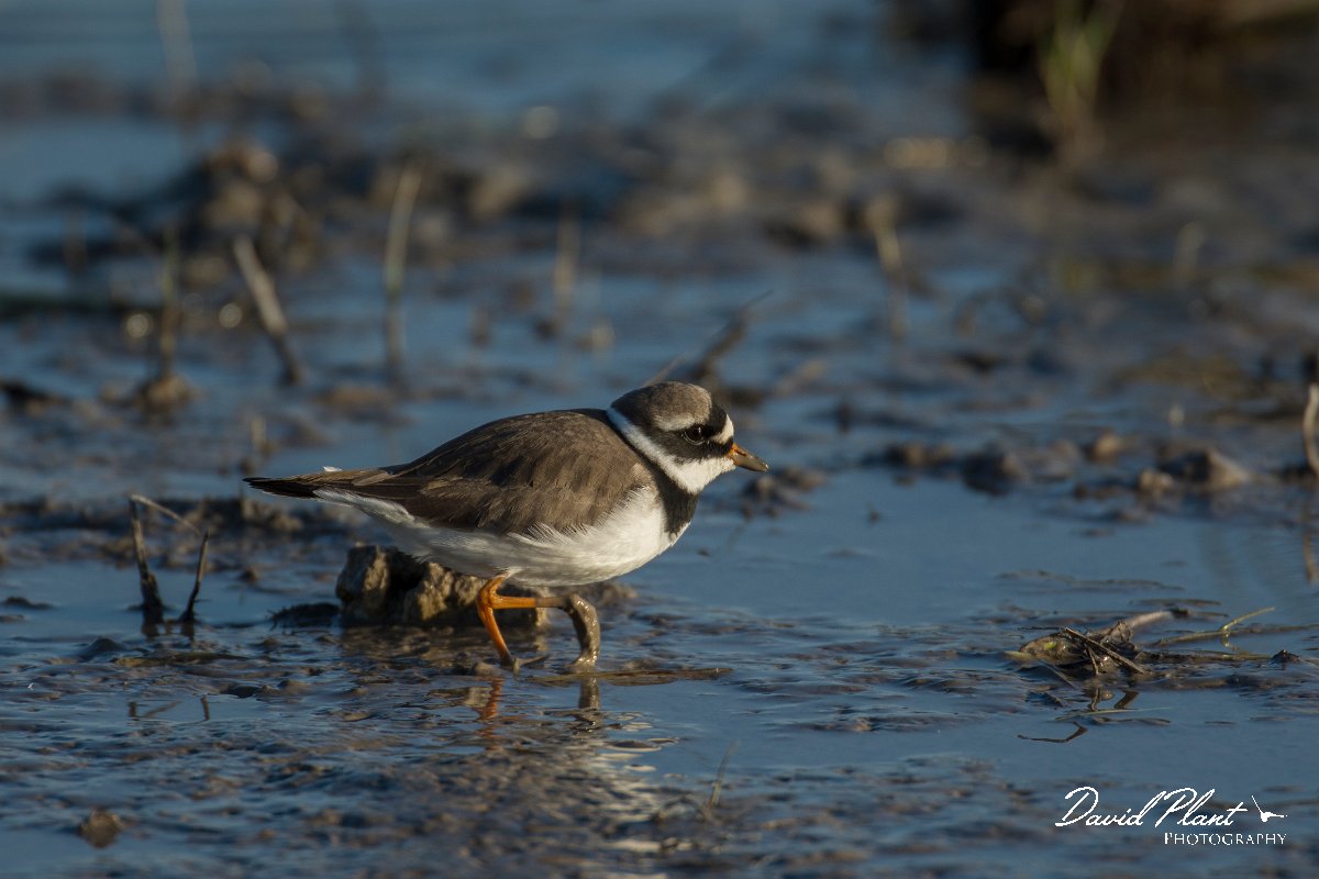 DPPhotography - Mallorca - Ringed plover - A.jpg - Ringed plover - s'Albufera, Mallorca