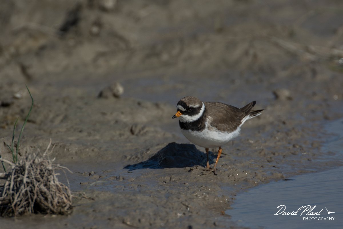 DPPhotography - Mallorca - Ringed plover - C.jpg - Ringed plover - s'Albufera, Mallorca