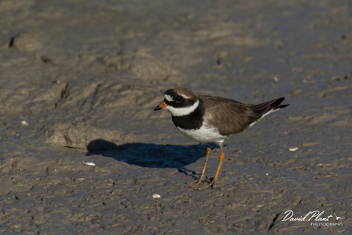 DPPhotography - Mallorca - Ringed plover - E.jpg - Ringed plover - s'Albufera, Mallorca