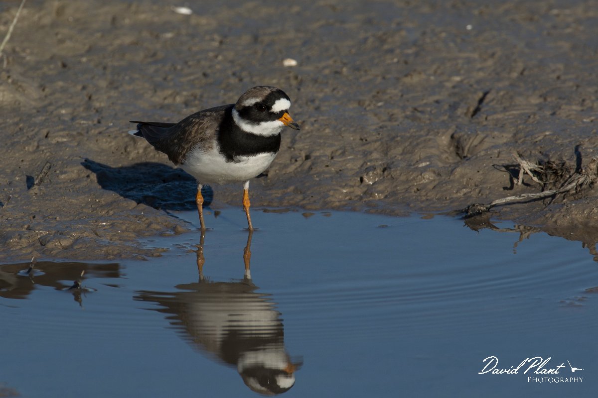 DPPhotography - Mallorca - Ringed plover - F.jpg - Ringed plover - s'Albufera, Mallorca