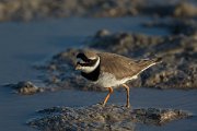 DPPhotography - Mallorca - Ringed plover - B