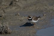 DPPhotography - Mallorca - Ringed plover - C