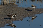 DPPhotography - Mallorca - Ringed plover - D
