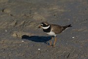 DPPhotography - Mallorca - Ringed plover - E