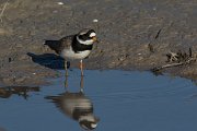 DPPhotography - Mallorca - Ringed plover - F