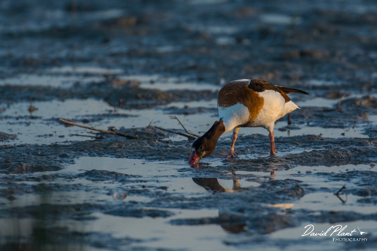 DPPhotography - Mallorca - Shelduck - B.jpg - Shelduck - s'Albufera, Mallorca
