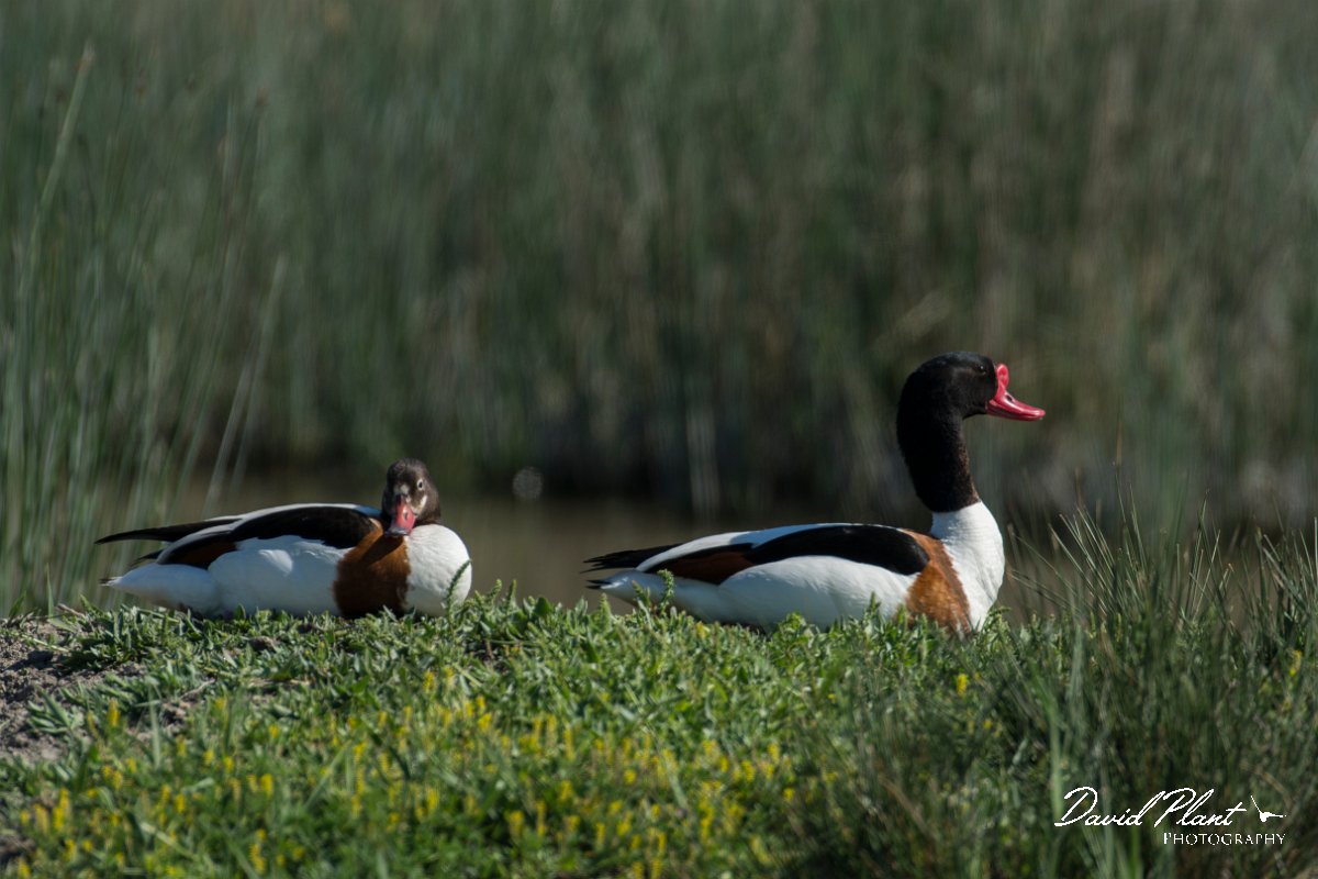 DPPhotography - Mallorca - Shelduck - F.jpg - Shelduck - s'Albufera, Mallorca