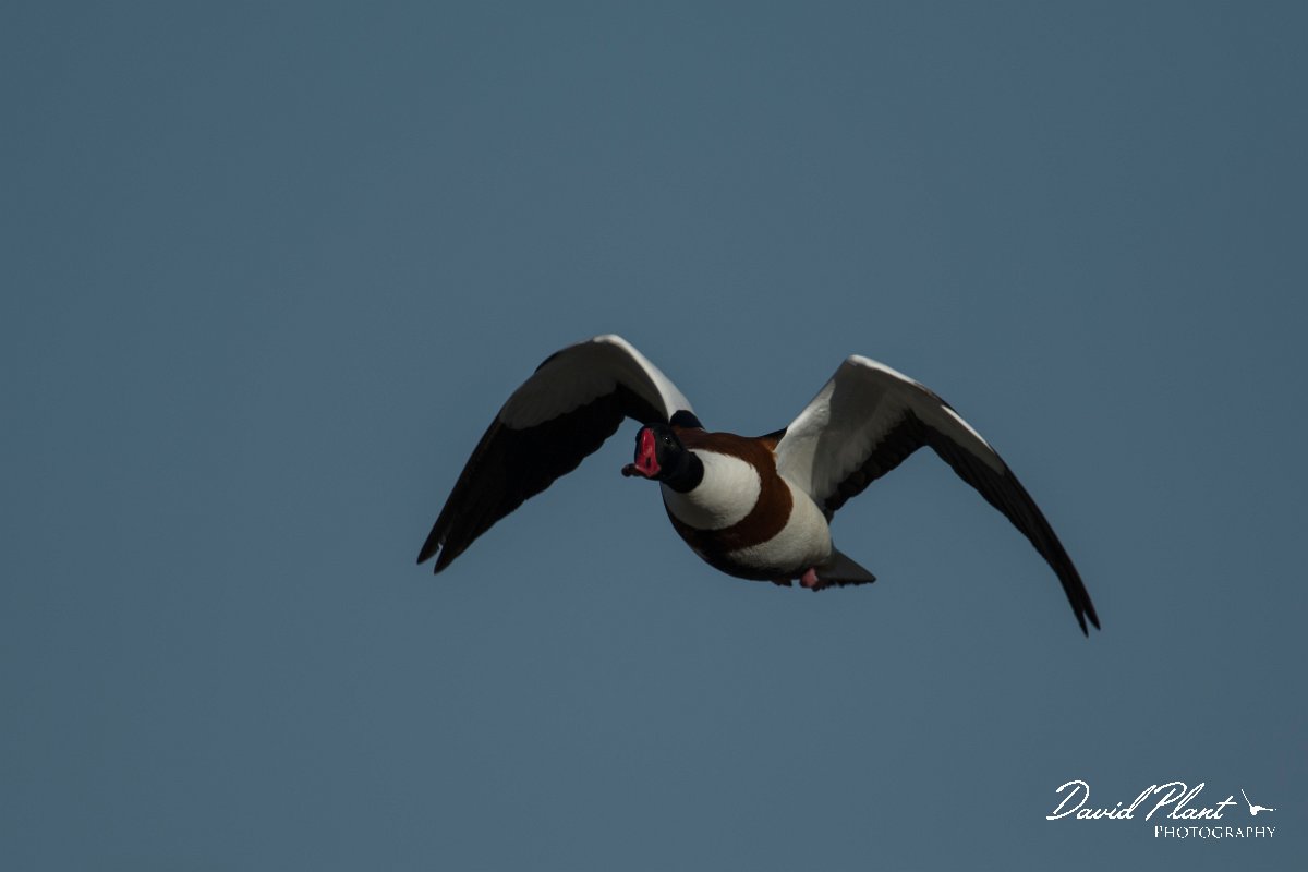 DPPhotography - Mallorca - Shelduck - H.jpg - Shelduck - s'Albufera, Mallorca