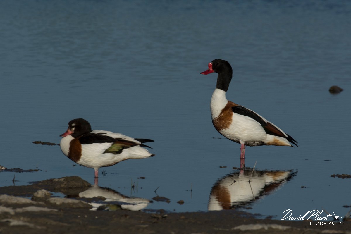 DPPhotography - Mallorca - Shelduck - J.jpg - Shelduck - s'Albufera, Mallorca