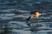 DPPhotography - Mallorca - Shelduck - B