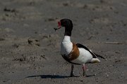 DPPhotography - Mallorca - Shelduck - E
