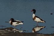 DPPhotography - Mallorca - Shelduck - J