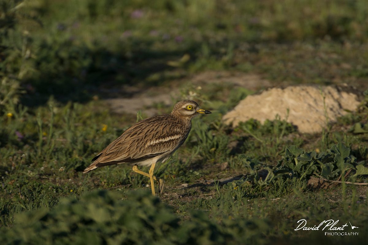 DPPhotography - Mallorca - Stone curlew - A.jpg - Stone curlew - s'Albufera, Mallorca
