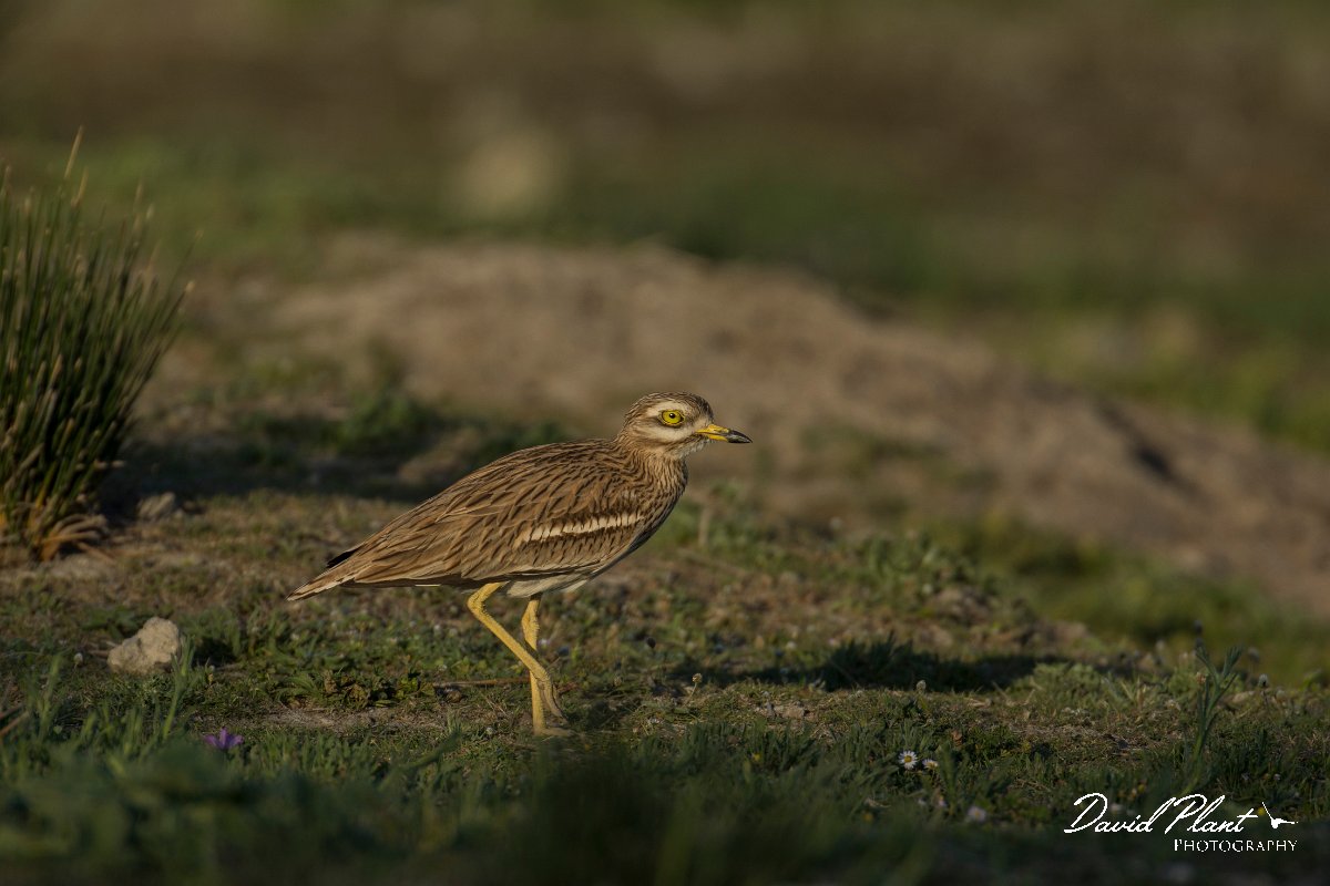 DPPhotography - Mallorca - Stone curlew - B.jpg - Stone curlew - s'Albufera, Mallorca