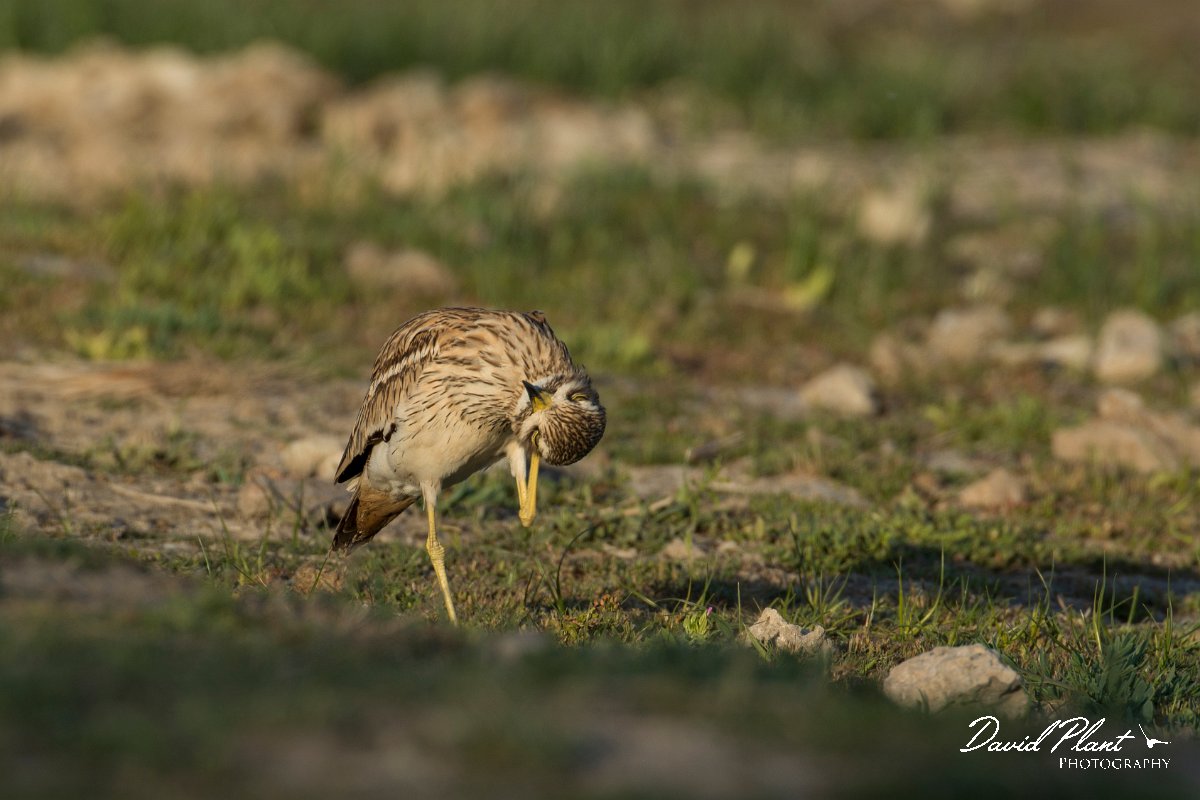 DPPhotography - Mallorca - Stone curlew - E.jpg - Stone curlew - s'Albufera, Mallorca