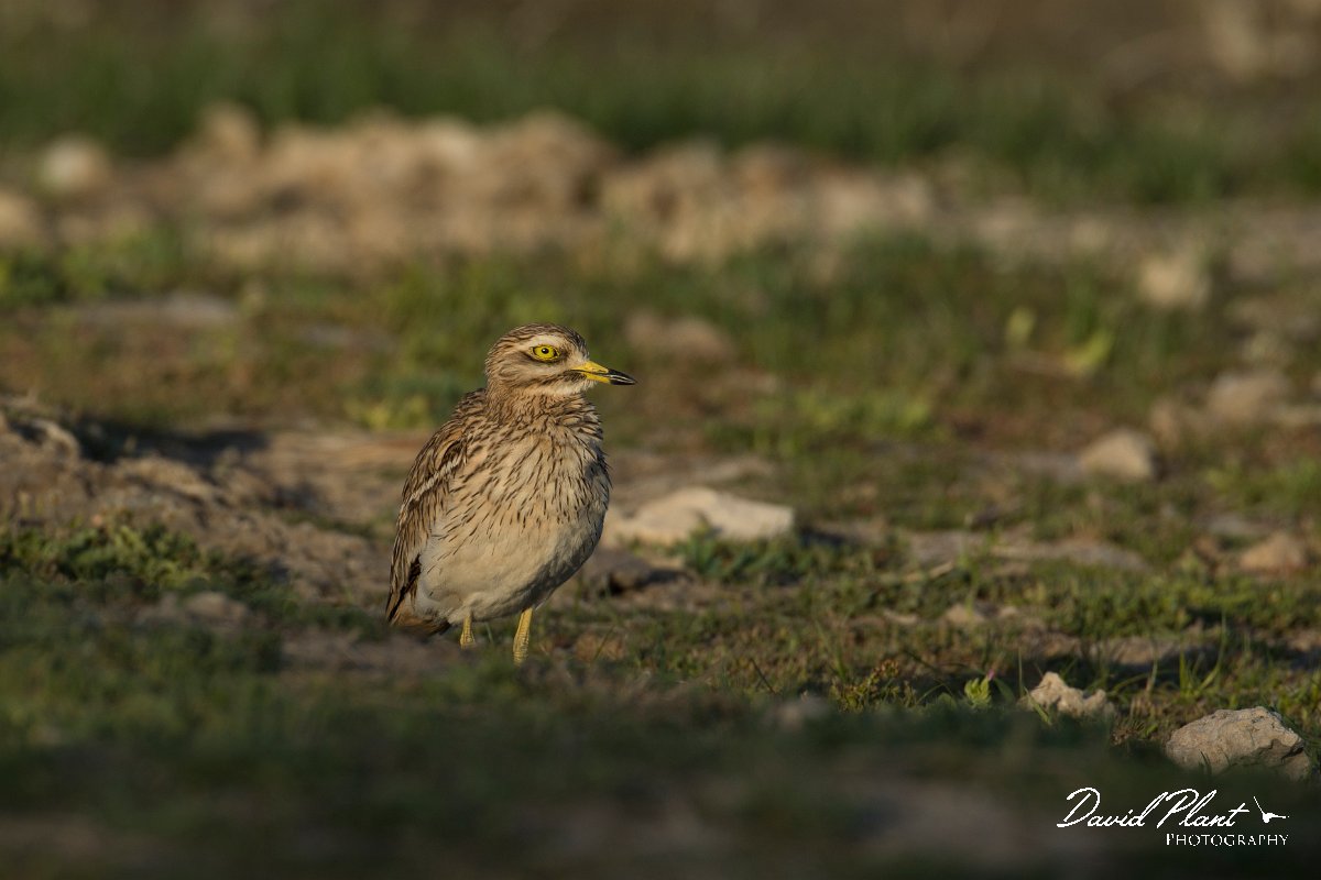 DPPhotography - Mallorca - Stone curlew - F.jpg - Stone curlew - s'Albufera, Mallorca