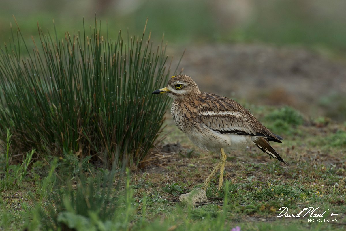 DPPhotography - Mallorca - Stone curlew - I.jpg - Stone curlew - s'Albufera, Mallorca