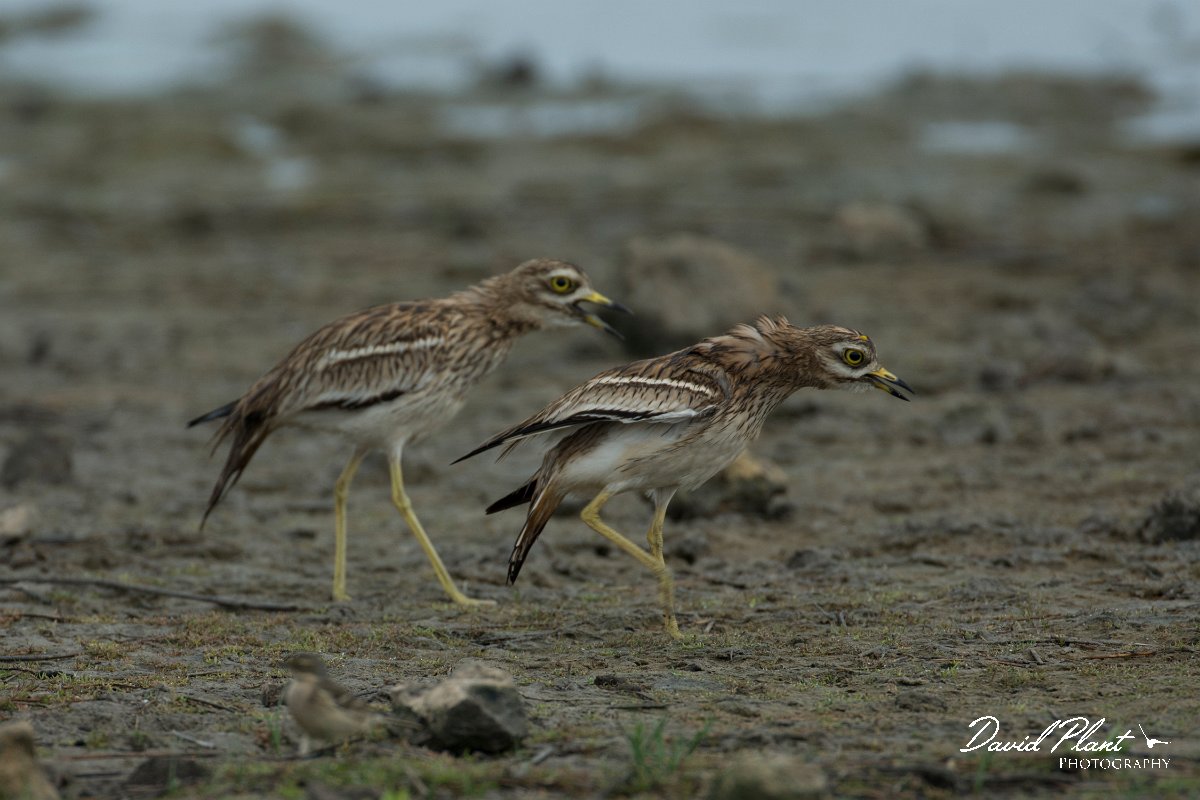 DPPhotography - Mallorca - Stone curlew - J.jpg - Stone curlew - s'Albufera, Mallorca