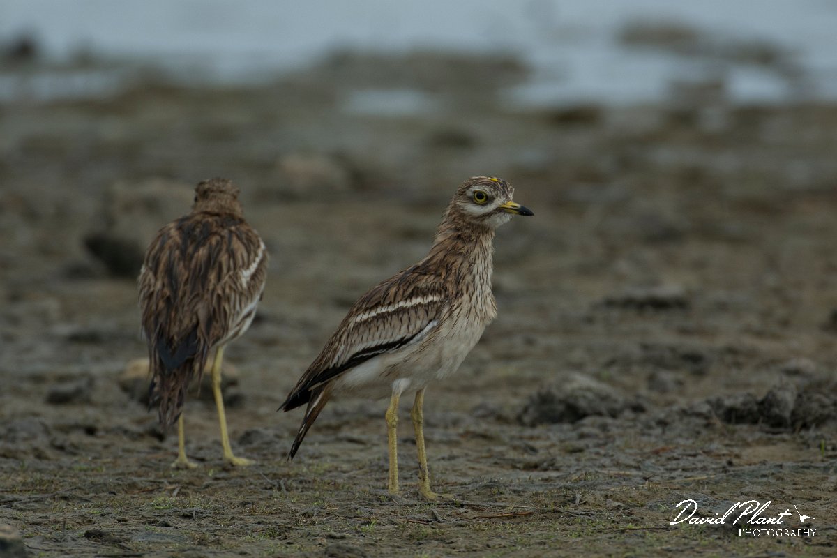 DPPhotography - Mallorca - Stone curlew - K.jpg - Stone curlew - s'Albufera, Mallorca
