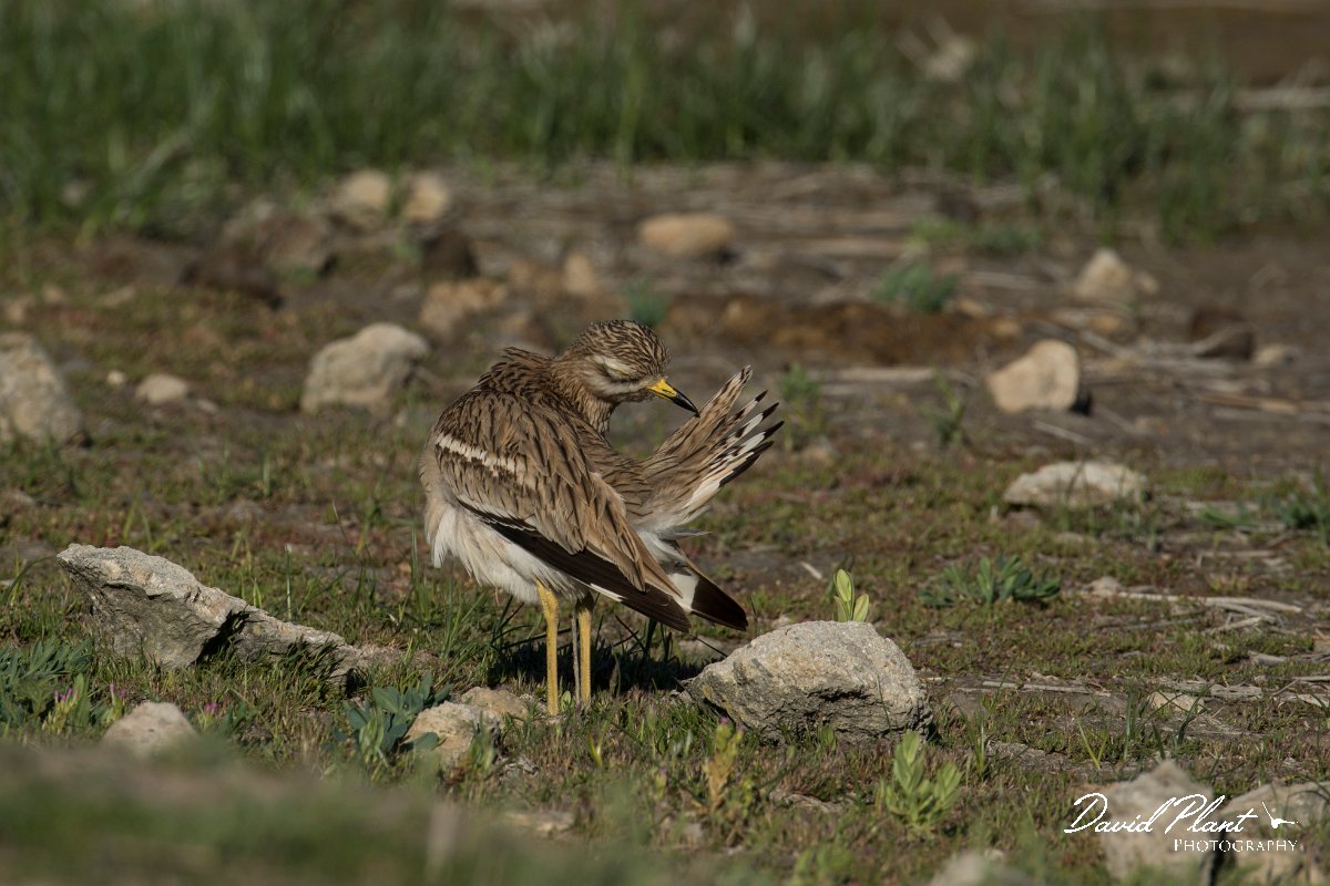 DPPhotography - Mallorca - Stone curlew - O.jpg - Stone curlew - s'Albufera, Mallorca